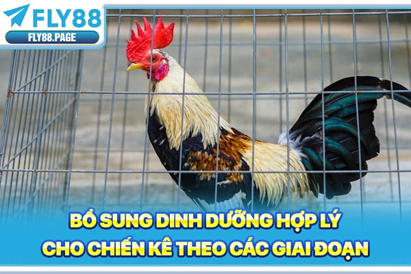 Bổ sung dinh dưỡng hợp lý cho chiến kê theo các giai đoạn Bổ sung dinh dưỡng hợp lý cho chiến kê theo các giai đoạn