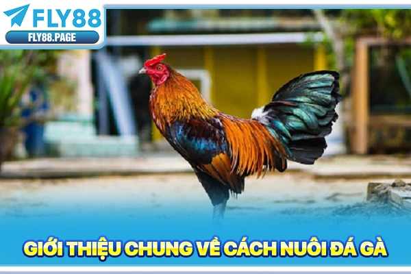 Giới thiệu chung về cách nuôi đá gà Giới thiệu chung về cách nuôi đá gà