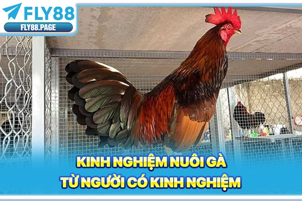 Kinh nghiệm nuôi gà từ người có kinh nghiệm Kinh nghiệm nuôi gà từ người có kinh nghiệm