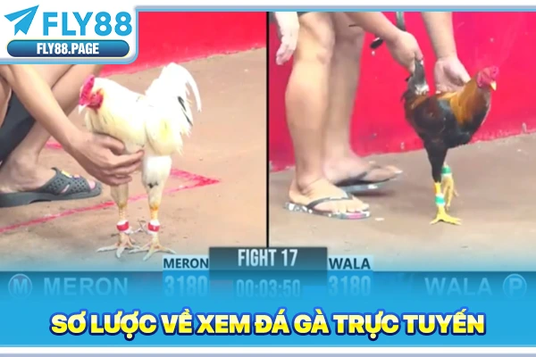 Sơ lược về xem đá gà trực tuyến