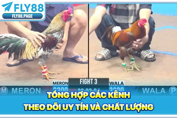 Tổng hợp các kênh theo dõi uy tín và chất lượng